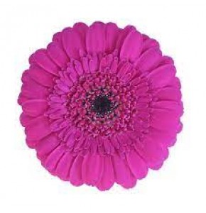 ΖΕΡΜΒΕΡΑ ΜΙΝΙ ΜΩΒ εισ. GERBERA MINI BOOST